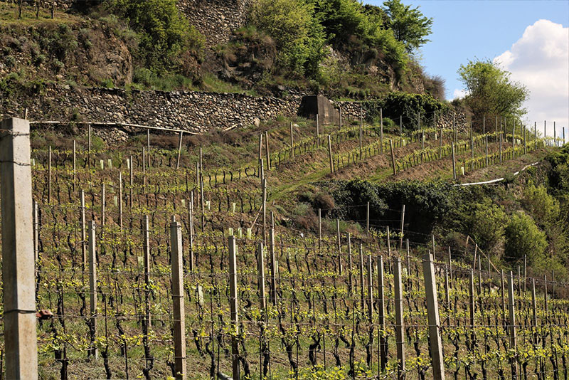 Valtellina wijn Lombardije